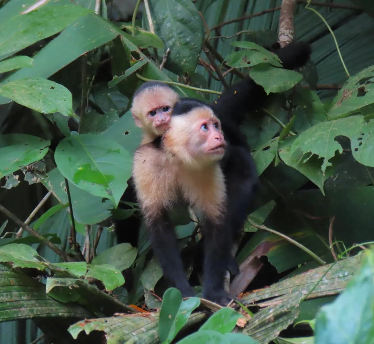 Giulia Tosoni Yp Crc 23 Costarica Animale Paesaggio Pag Programma Verticale (4)