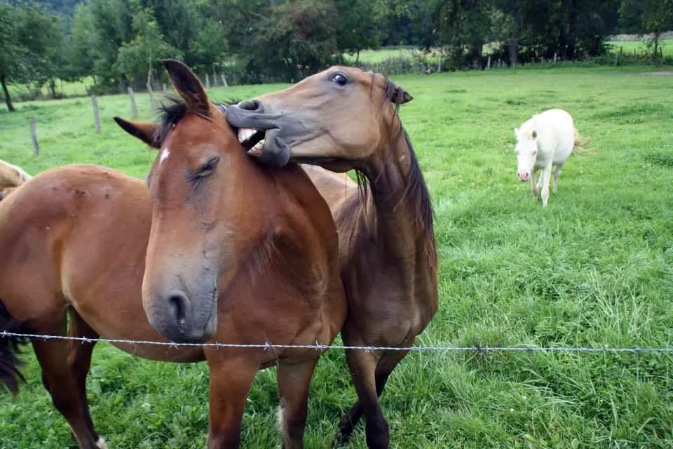 Benedetta Gallicola Trbfr 13 Belgio Bfr Animali Paesaggio Pag Paese Orizzontale