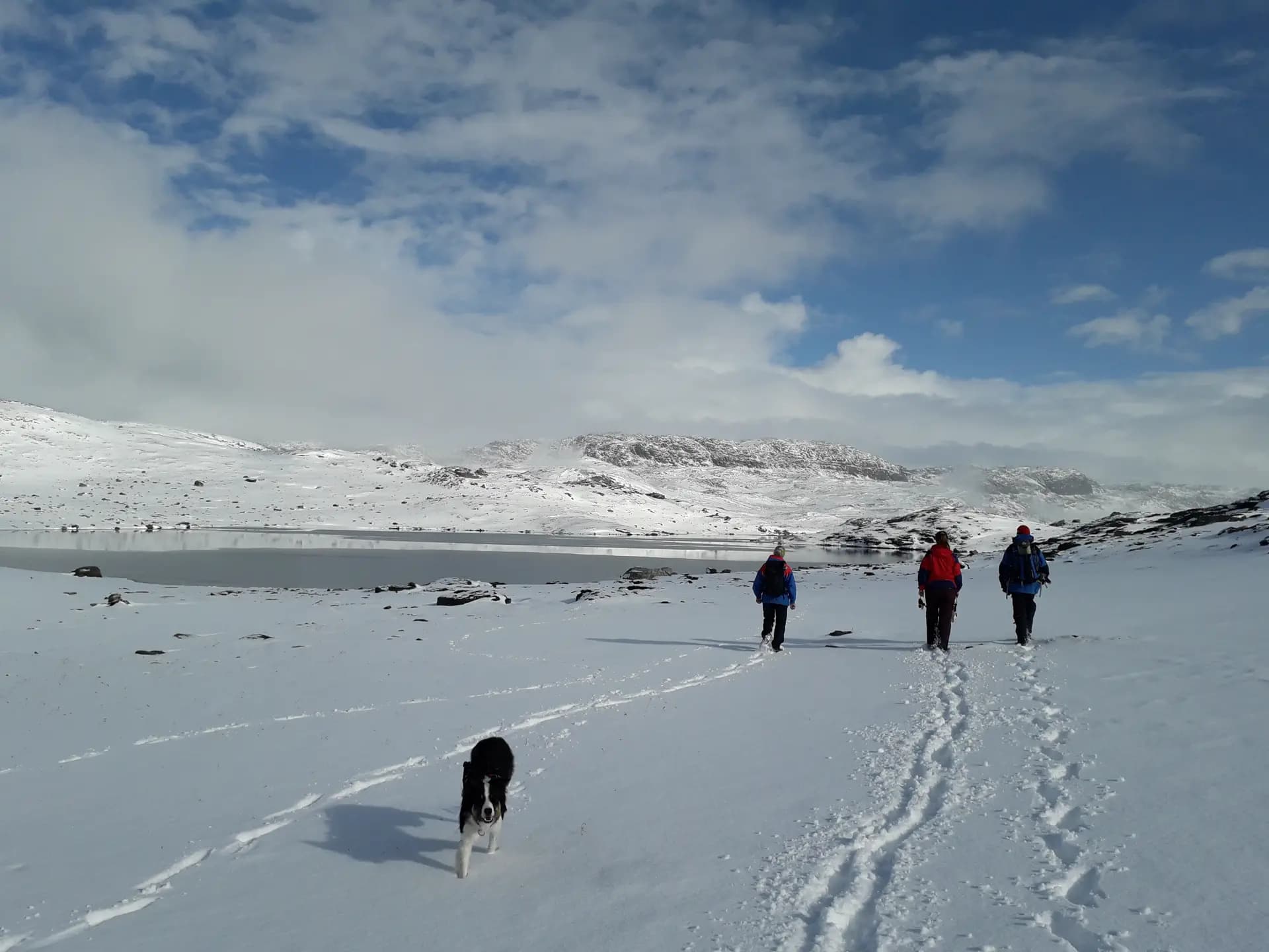 Ruggero Maniscalco Y Psc Nh 2019 nor Norvegia Neve Paesaggio Spalle Animale Pag Paese Orizzontale