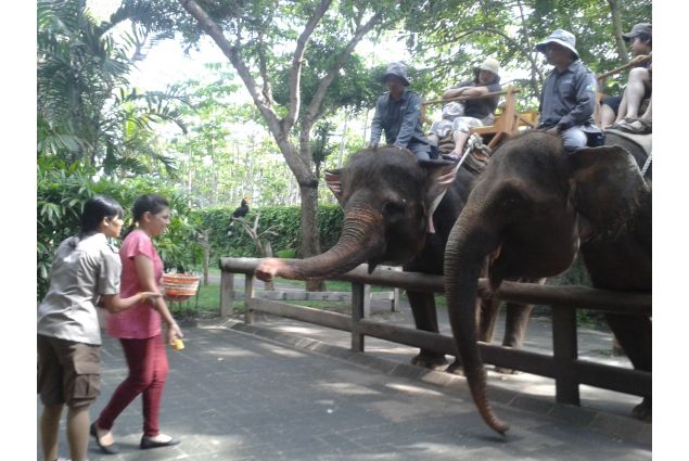 visita elefanti