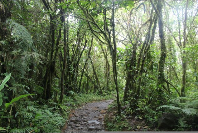 Un sentiero nella foresta costaricense